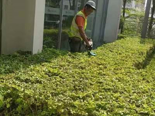 绿化养护中的定期保养和管理技巧